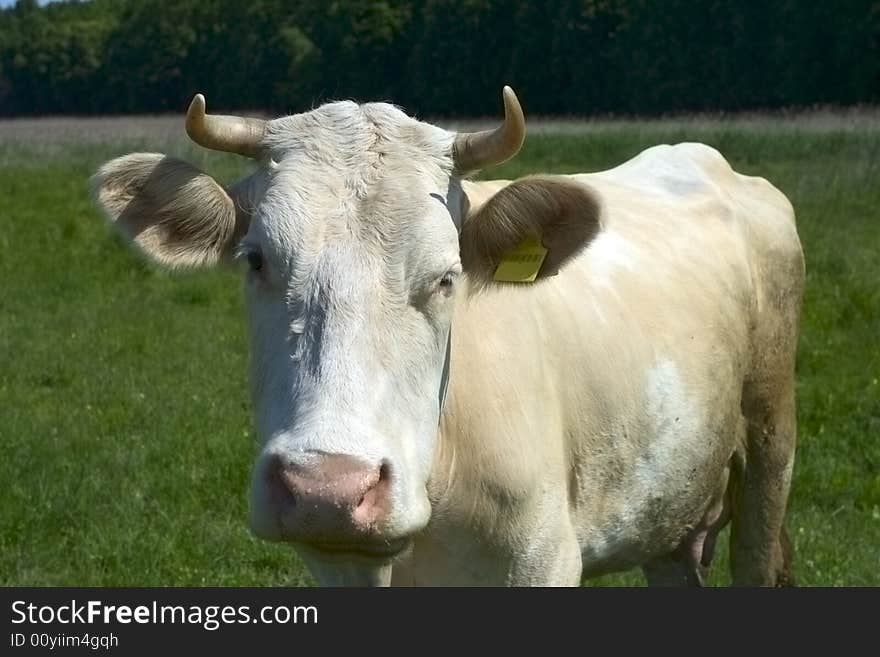 Cow looks at you. it grazes on meadow