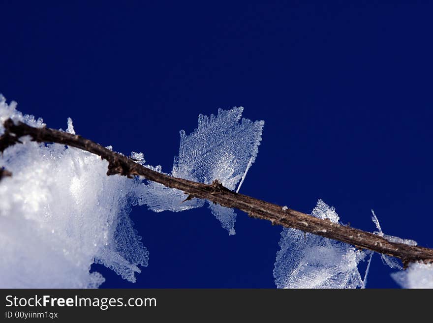 Wonderful weather phenomenon: at macro ice crystal looks like leaves. Wonderful weather phenomenon: at macro ice crystal looks like leaves