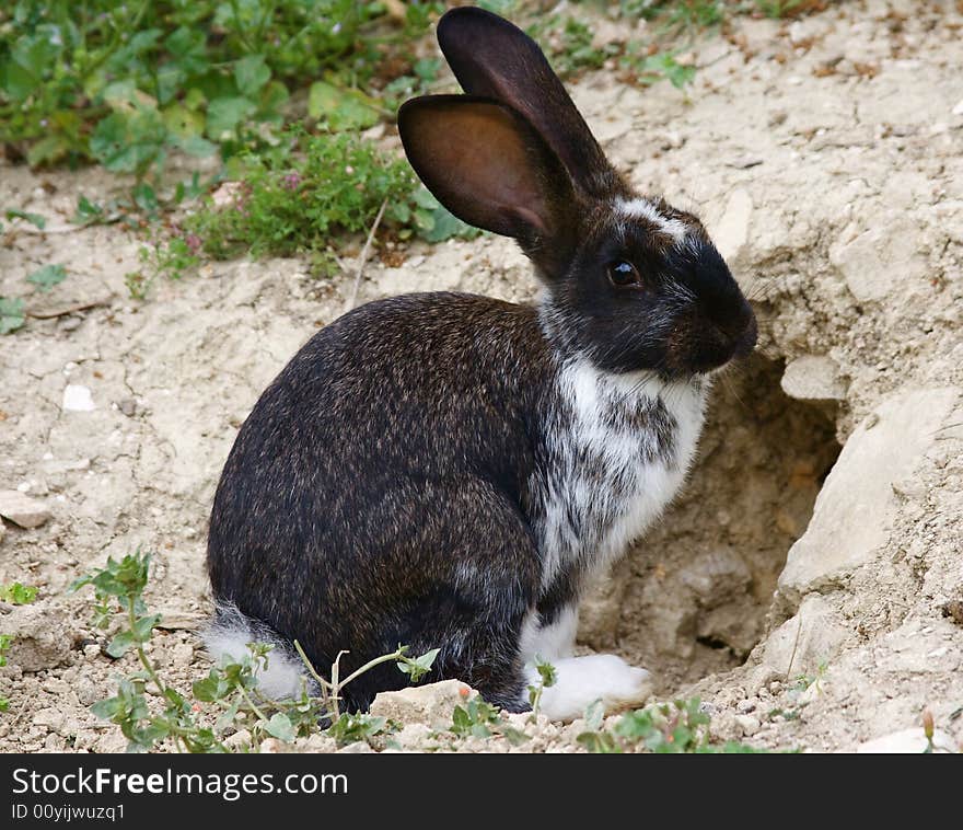 Easter rabbit sitting in fresh spring grass. Easter rabbit sitting in fresh spring grass