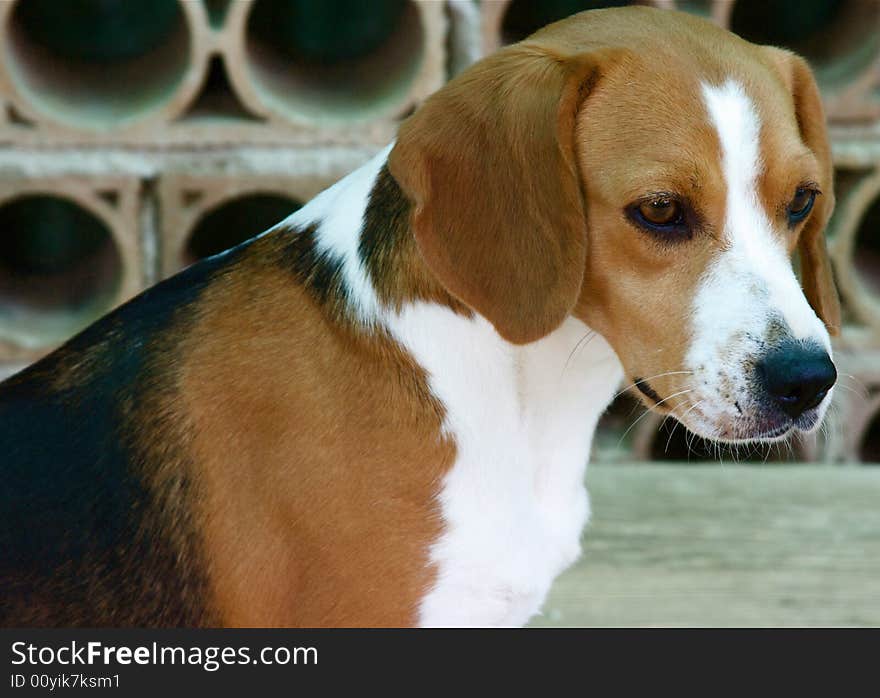 Beagle dog