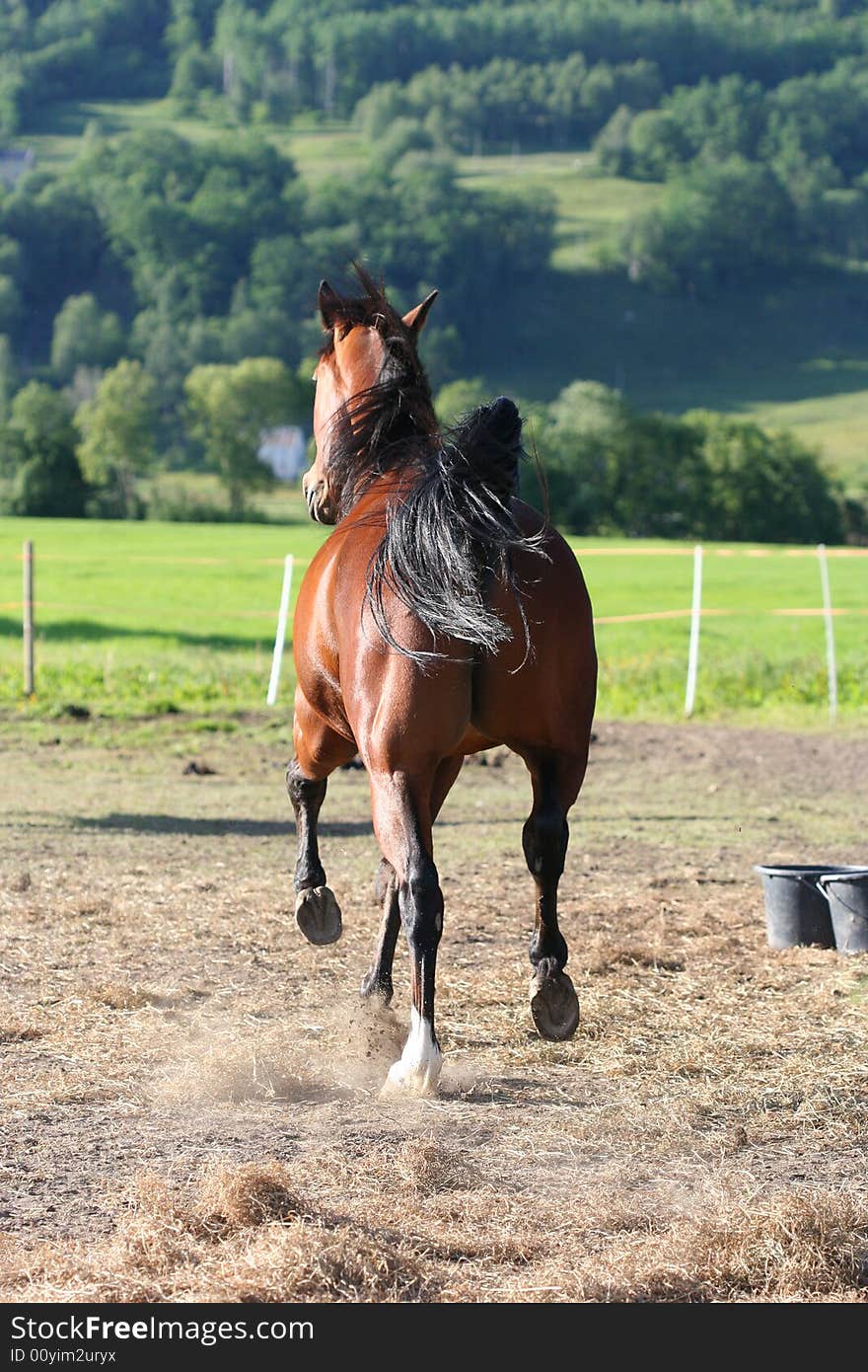 A playfull race horse running away