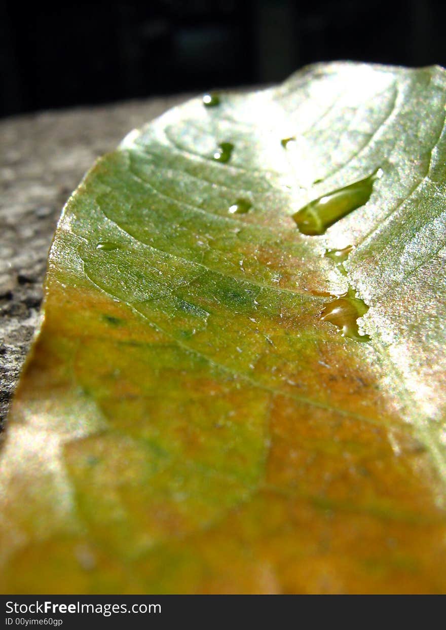 Yellow and Green colored leaf with droplets of water