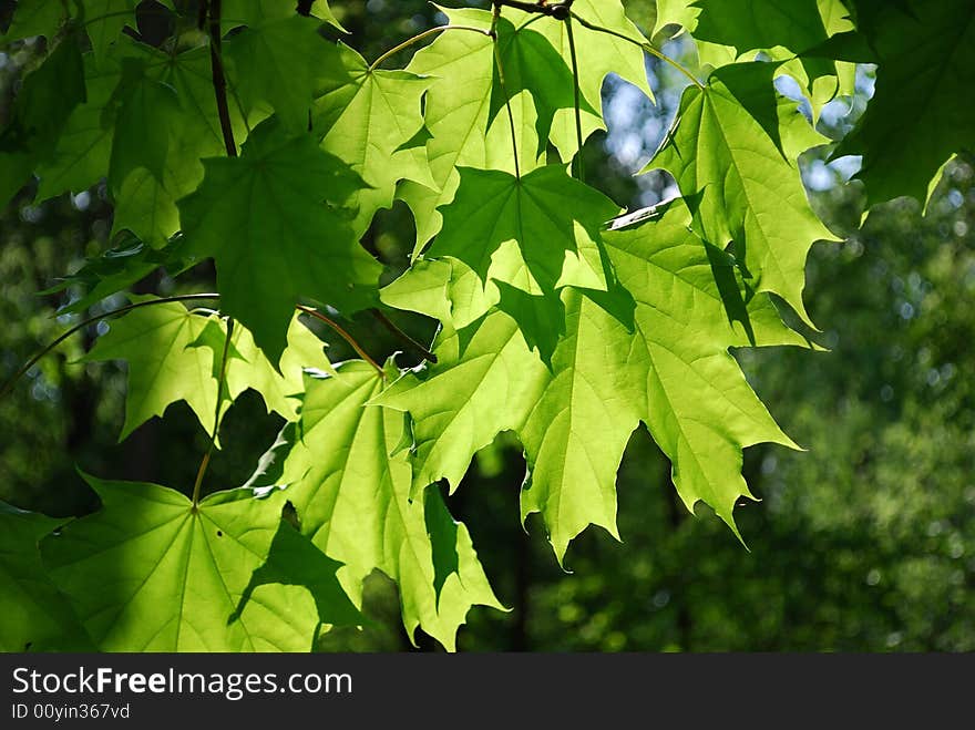 Green leaves