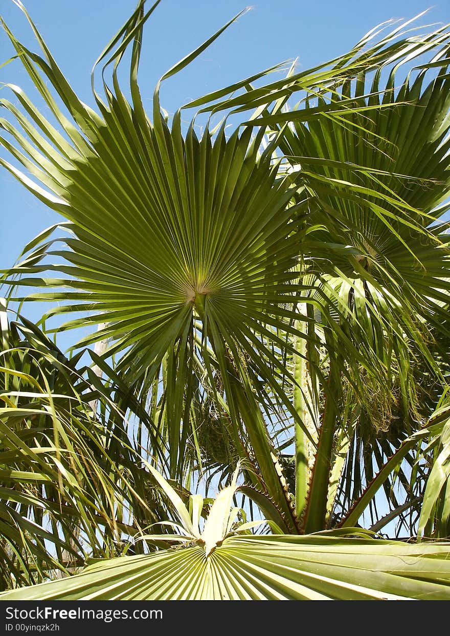 Palm tree