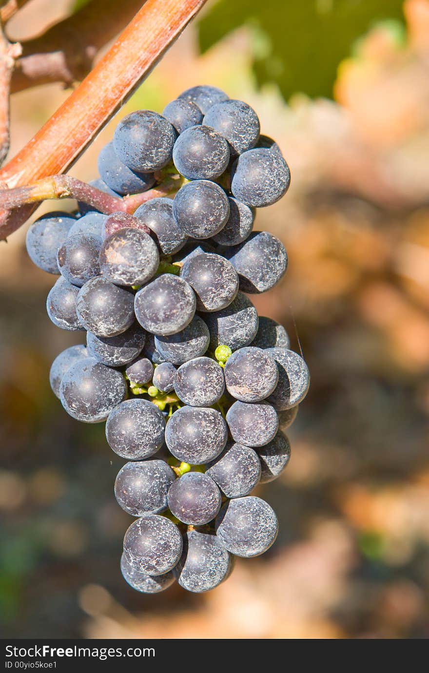 Grape Cluster on a Vine