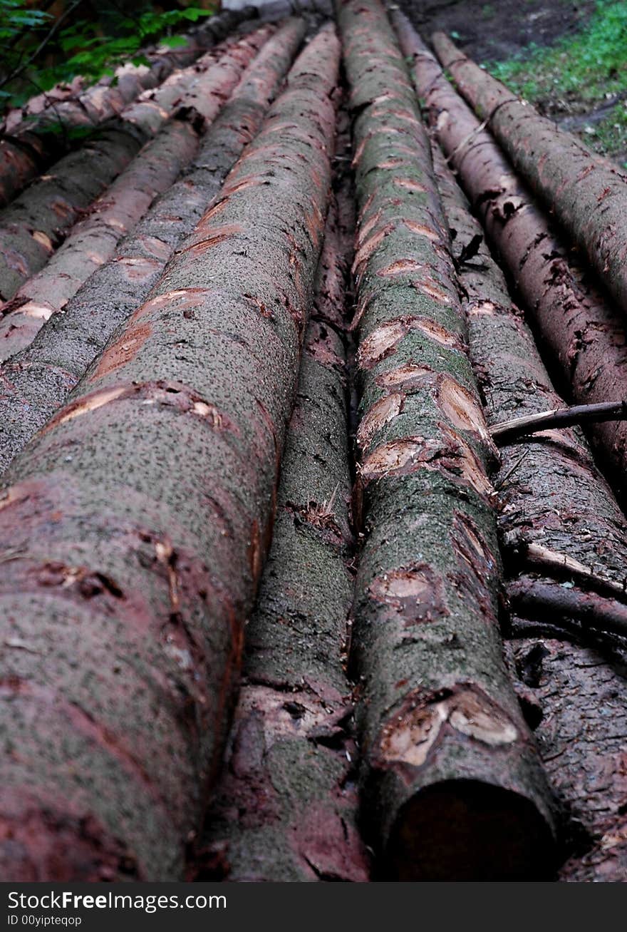 Wooden logs in forest close to Aachen