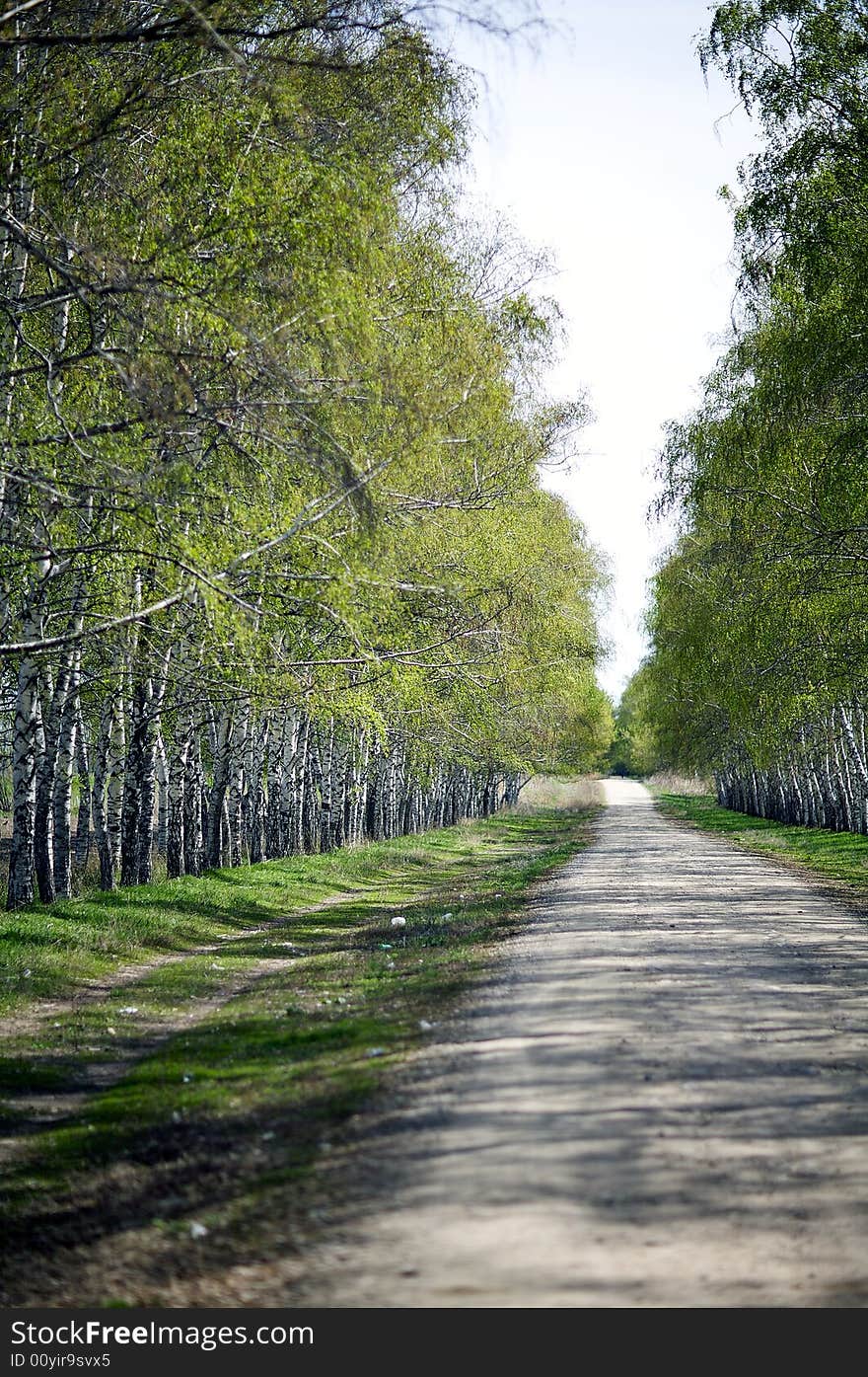 Birch trees lane. Almaty, Kazakhstan.