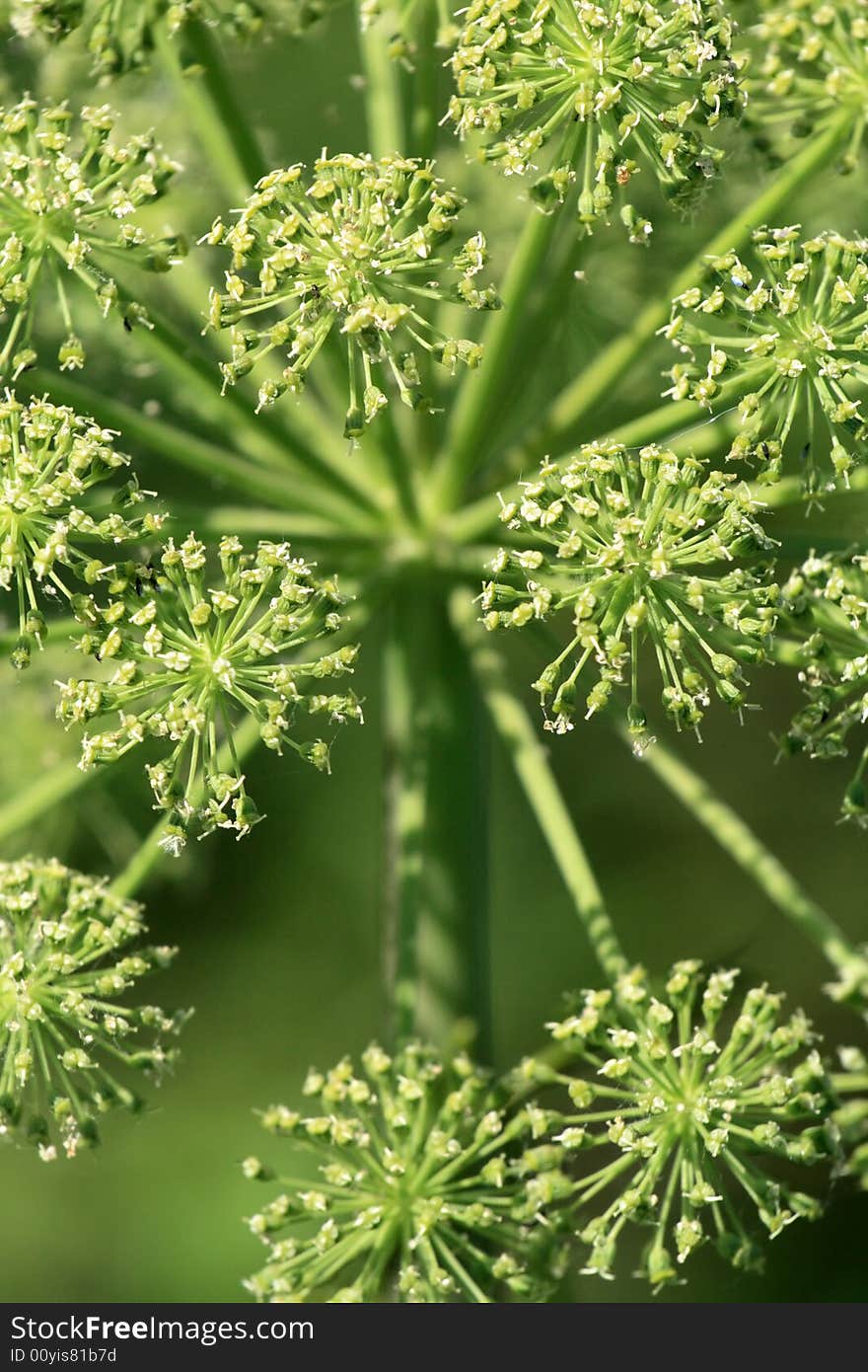 Close - up of a plant with shallow focus.