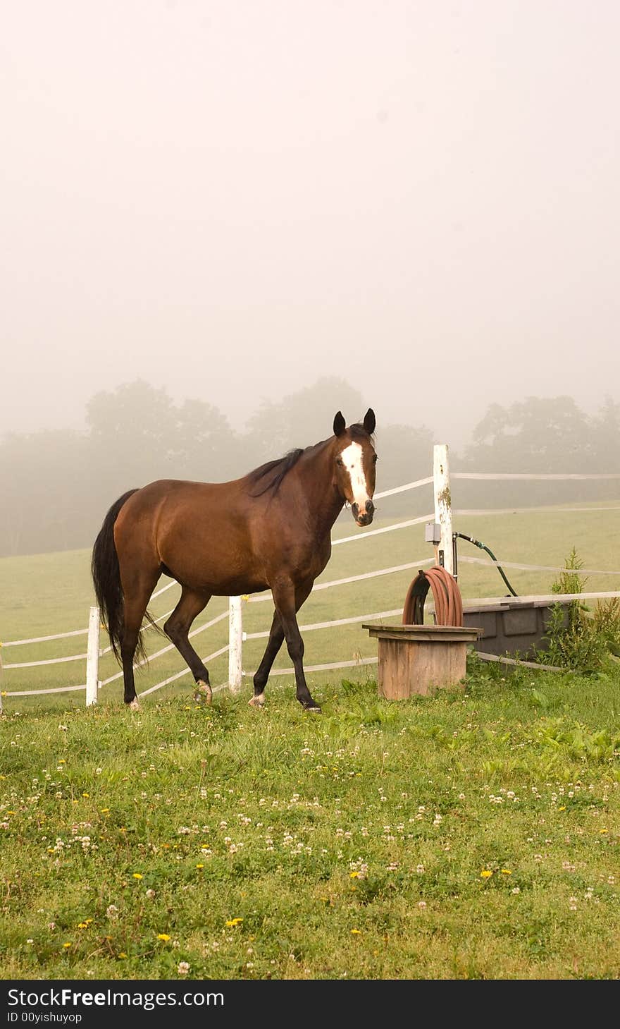 Brown horse next a fence