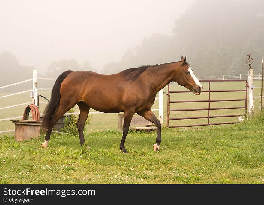 Horse profile on a misty morning. Horse profile on a misty morning