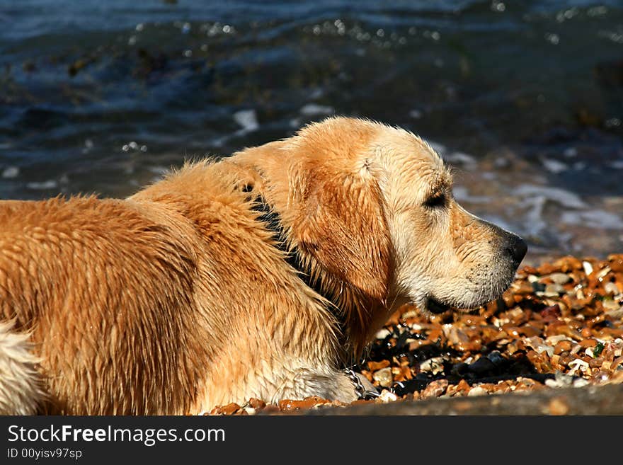 Wet golden retriever