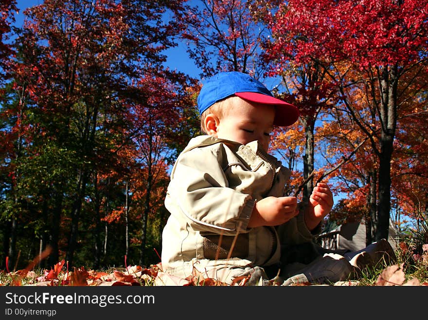 A toddler boy sitting in fall leaves. A toddler boy sitting in fall leaves