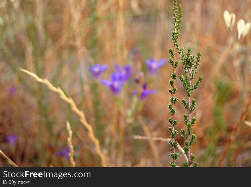 Plant with Flower Background