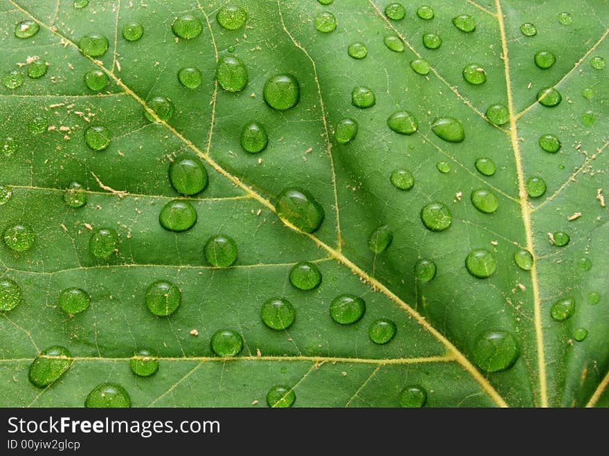 Rain drops on maple leaf. Rain drops on maple leaf