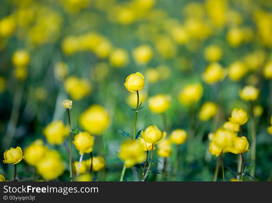 Field, with blossoming globe-flowers