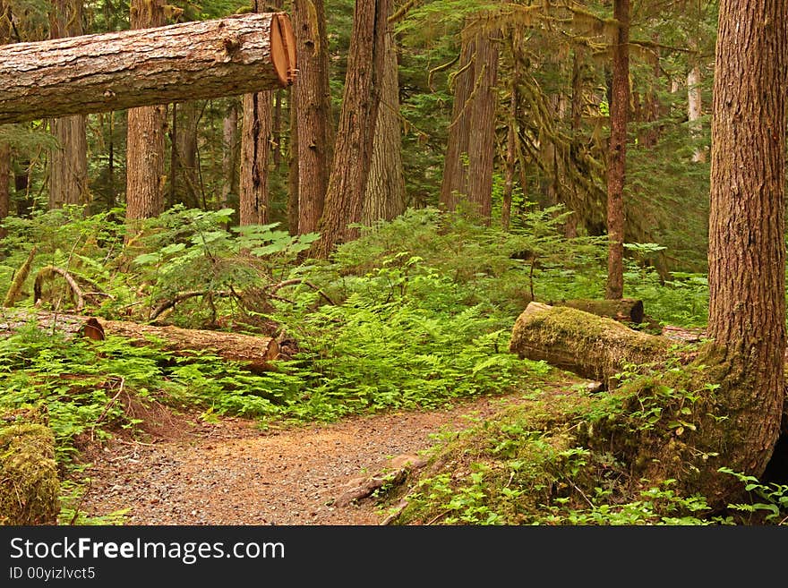 Hiking trail through coastal old growth rainforest. Hiking trail through coastal old growth rainforest