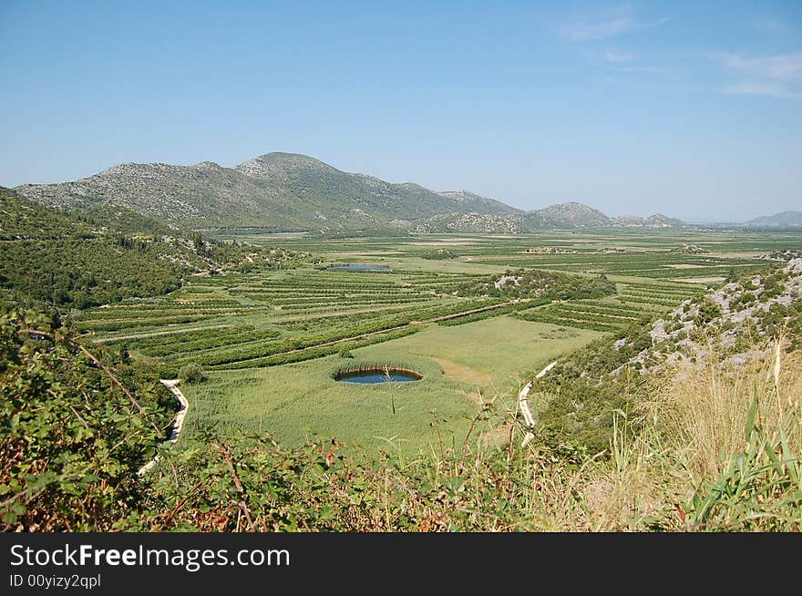 Green fertile fields in Croatia