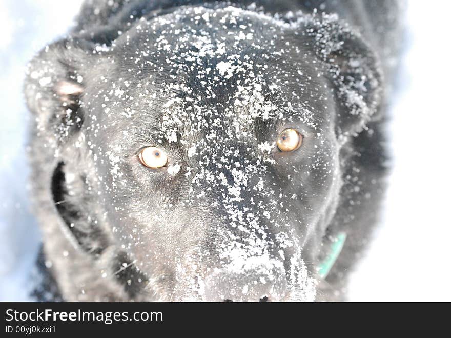 Playful snow covered dog in Winter. Playful snow covered dog in Winter