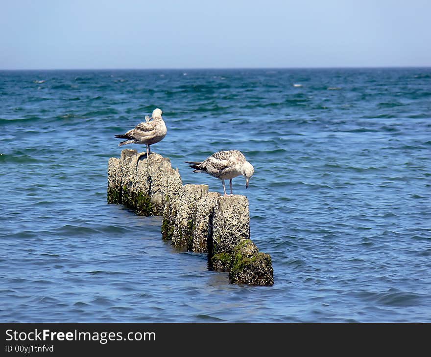 Closeup two sea gulls sitting on the wooden breakwater.