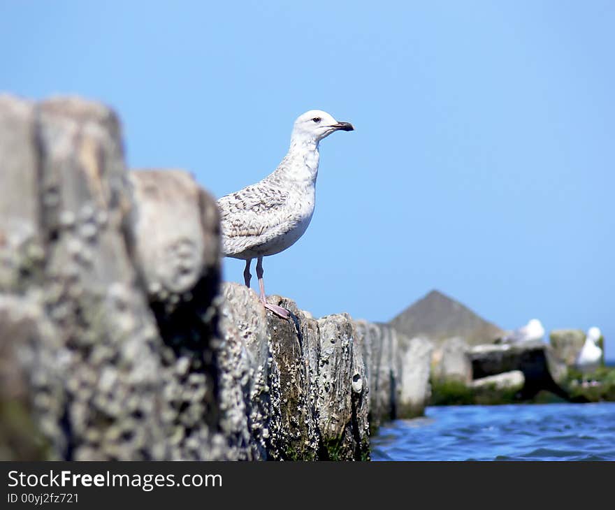 Closeup sea gull sitting on the wooden breakwater.