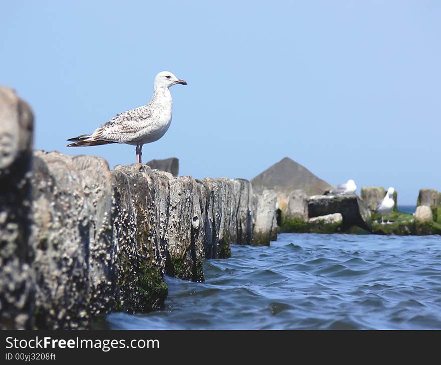 Closeup sea gull sitting on the wooden breakwater.