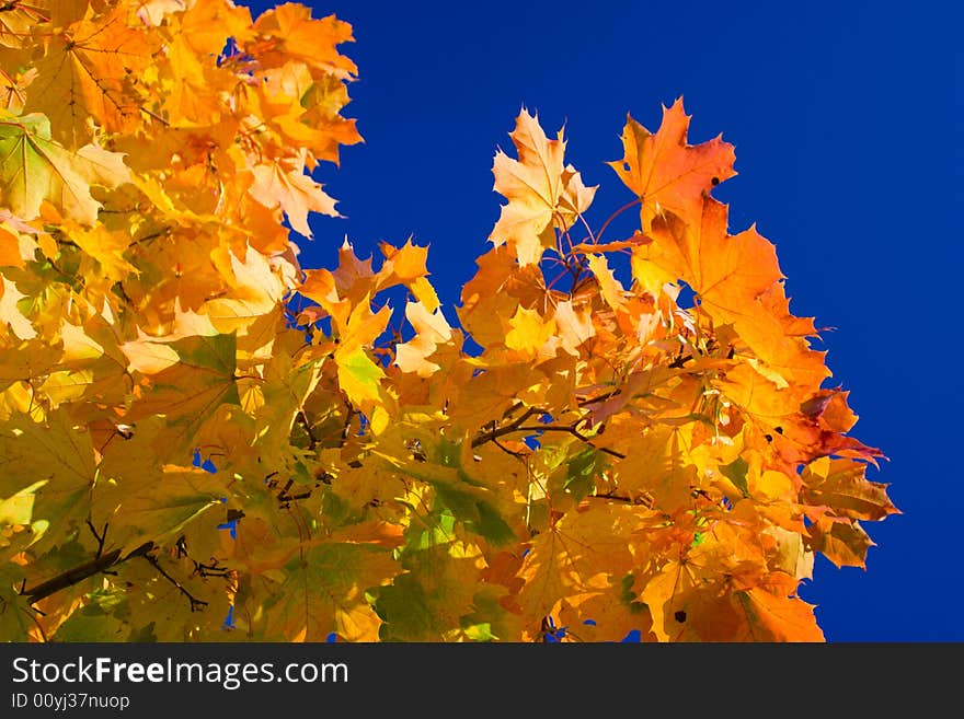 Maple leaves on a background of the blue sky