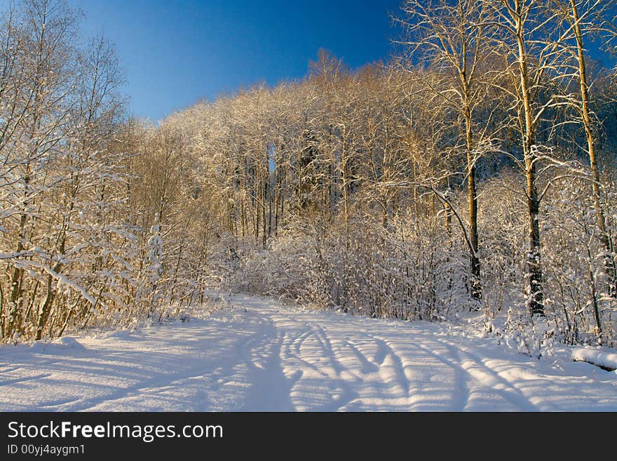 Winter wood landscape