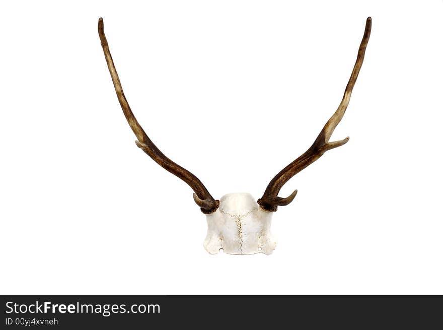 A small New Zealand Fallow deer antlers and skull plate isolated on white. A small New Zealand Fallow deer antlers and skull plate isolated on white