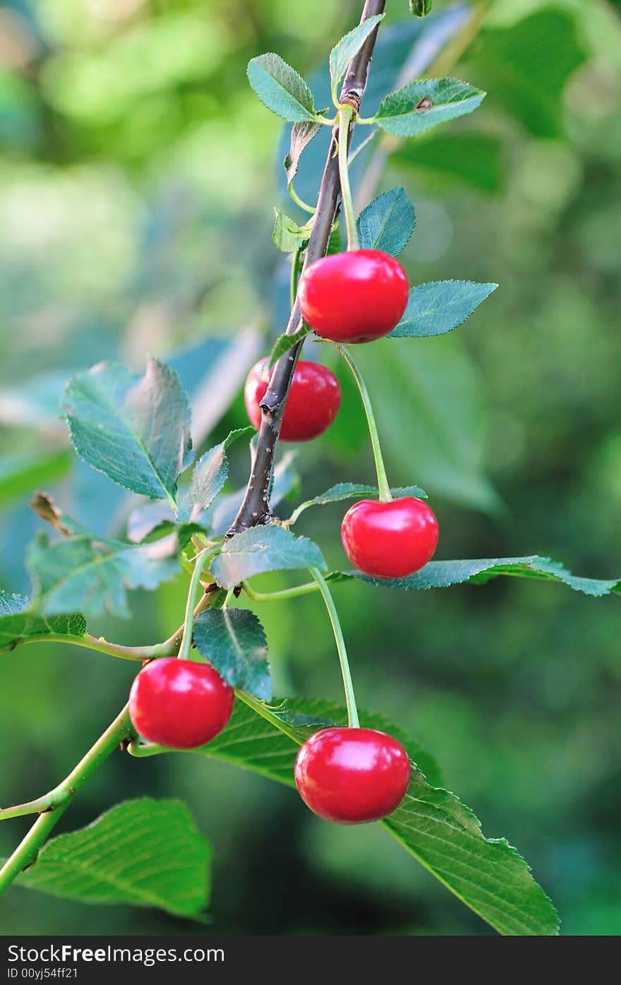 Sour red cherry