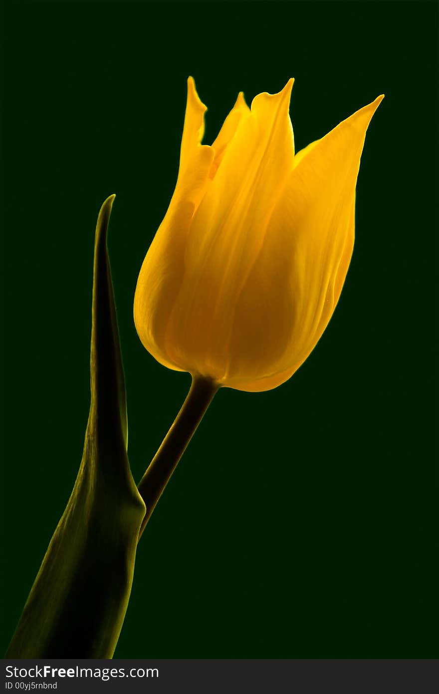 Tulip on green