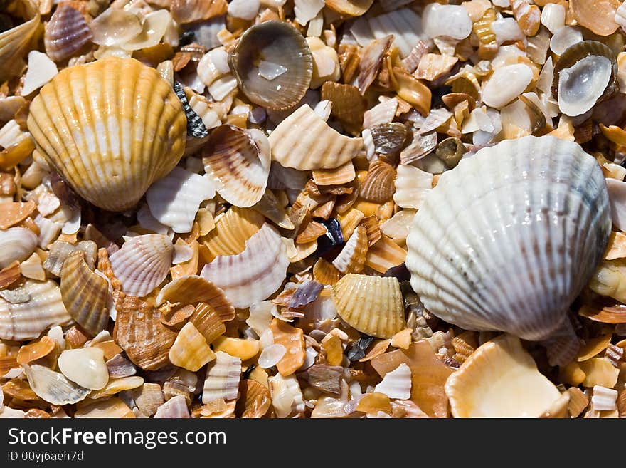 Texture series: wet sea shell summer backround