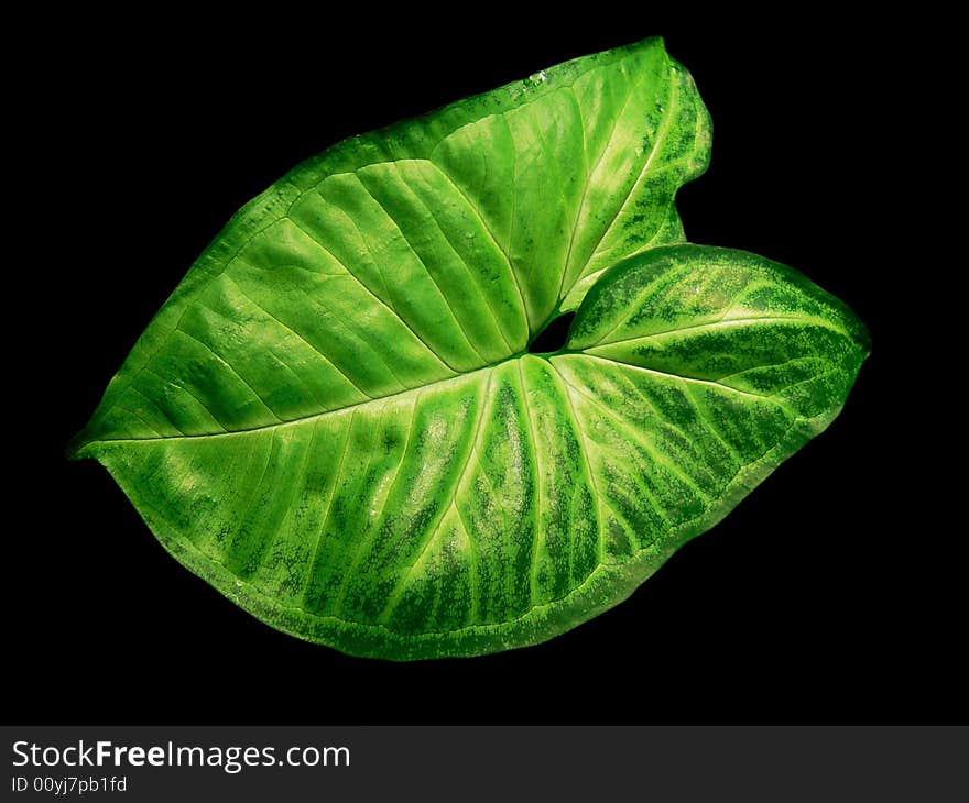 Green leaf Syngonium isolated on black background