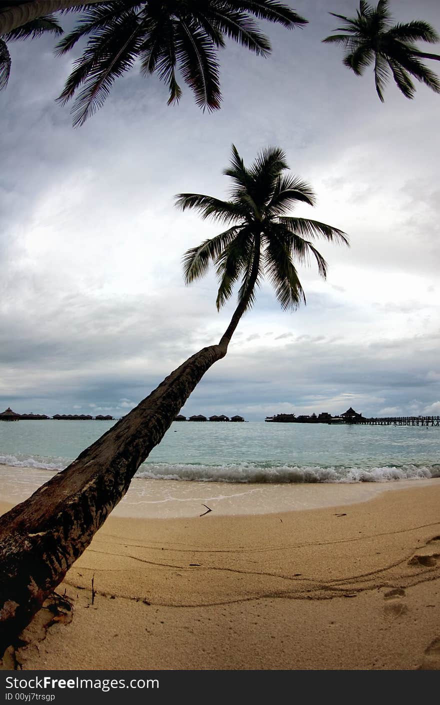 Tropical seascape with palm tree