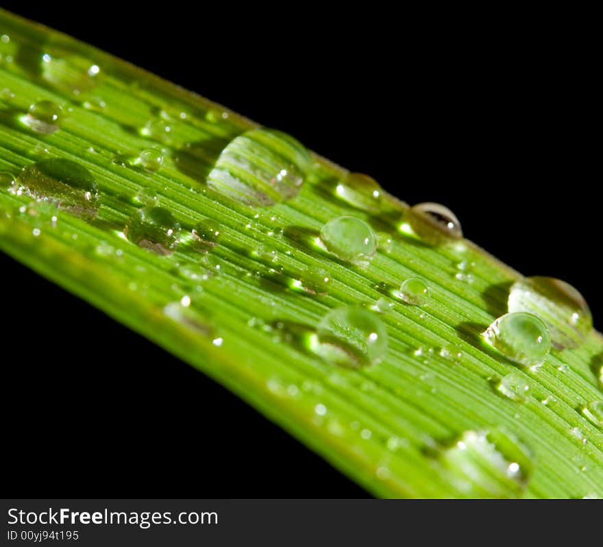 Drops of water on a green plant