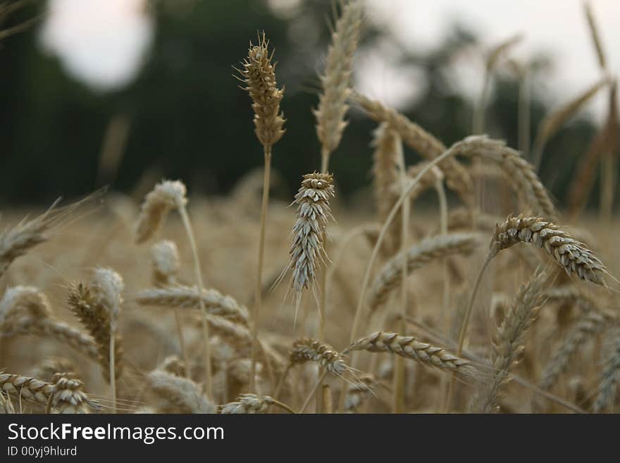 Wheat Stalks