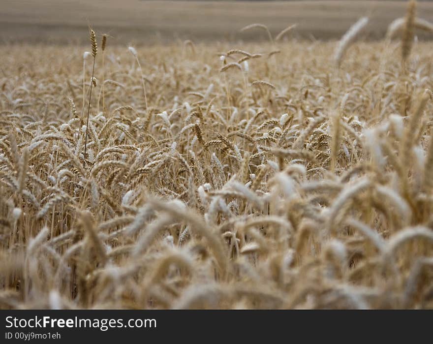 Wheat Field