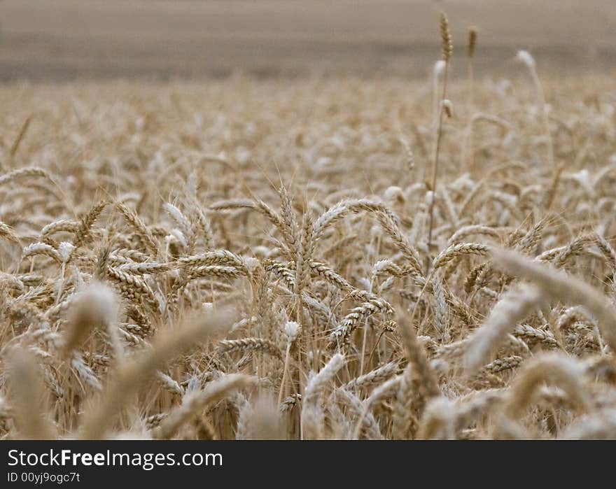 Wheat field