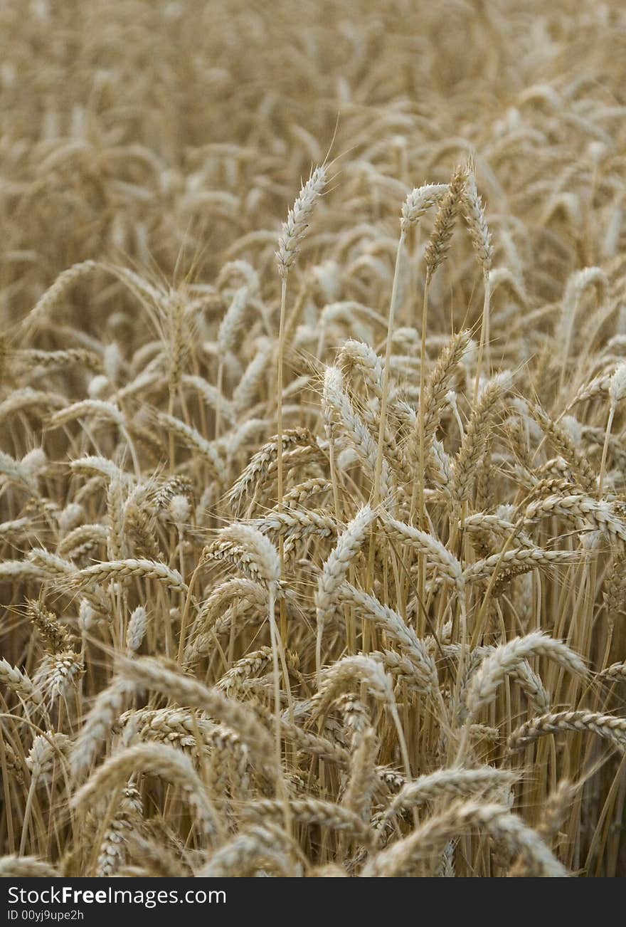 Wheat Field