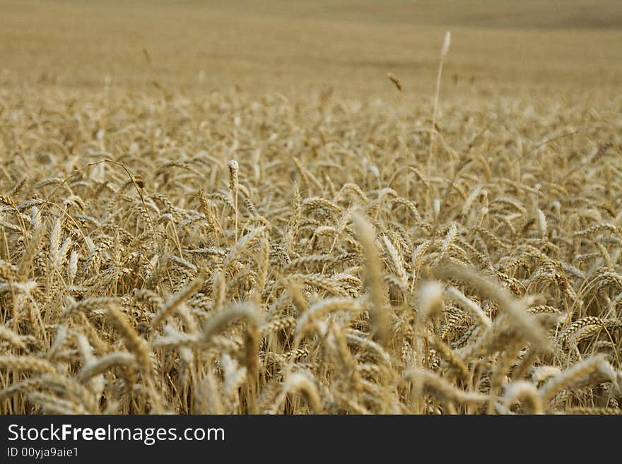 Wheat field