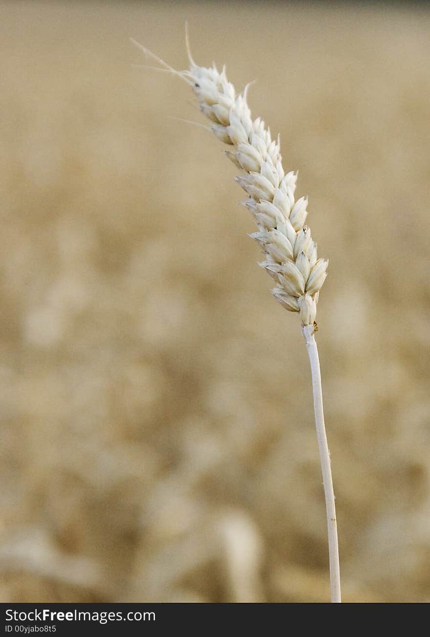 Wheat stalk