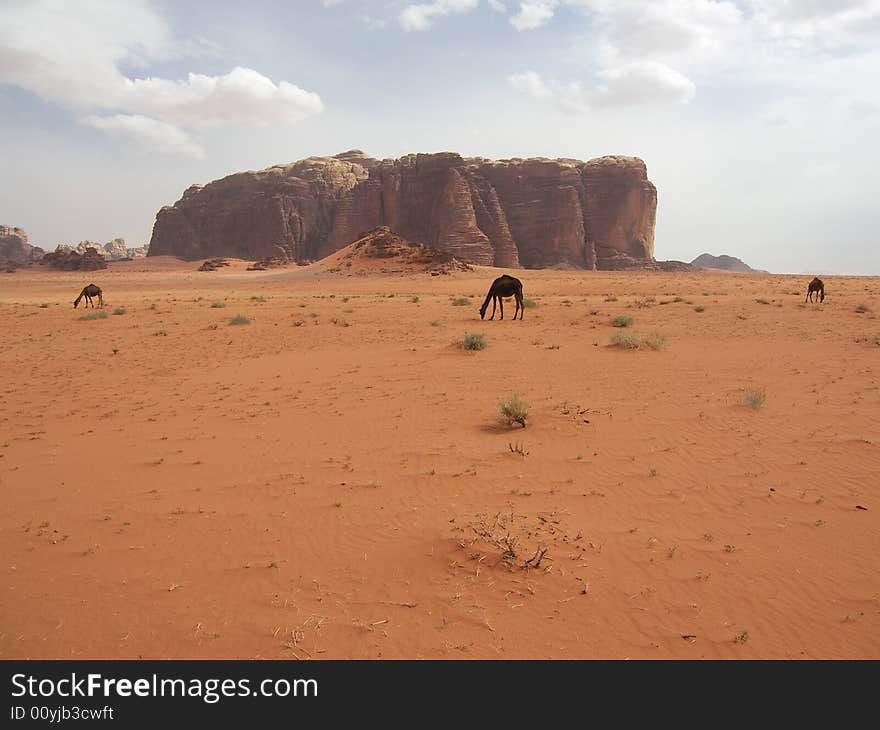 Camels walking in desert, Wadi Rum, Jordan. Camels walking in desert, Wadi Rum, Jordan