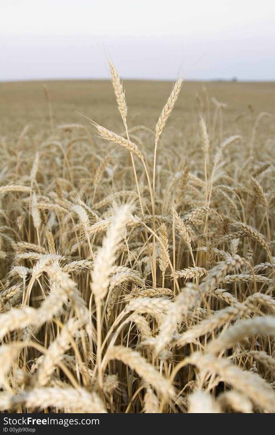 Wheat Field