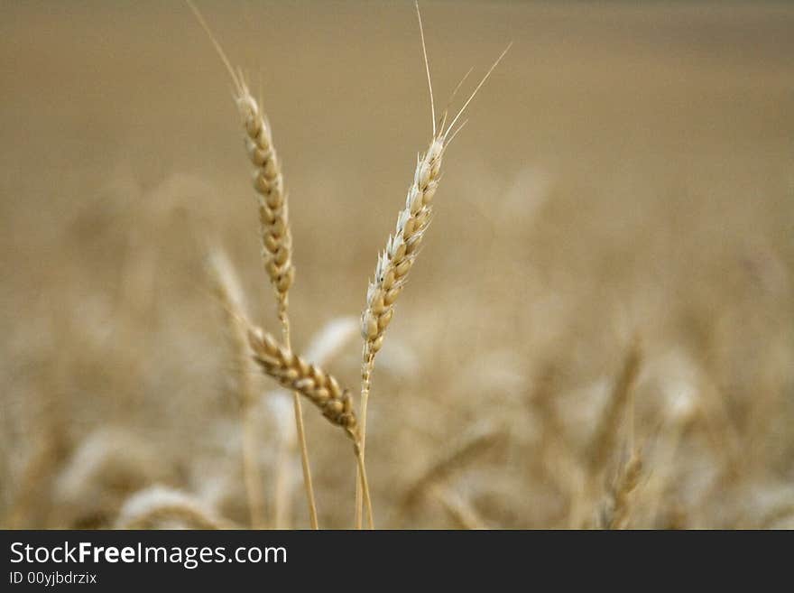 Wheat stalks