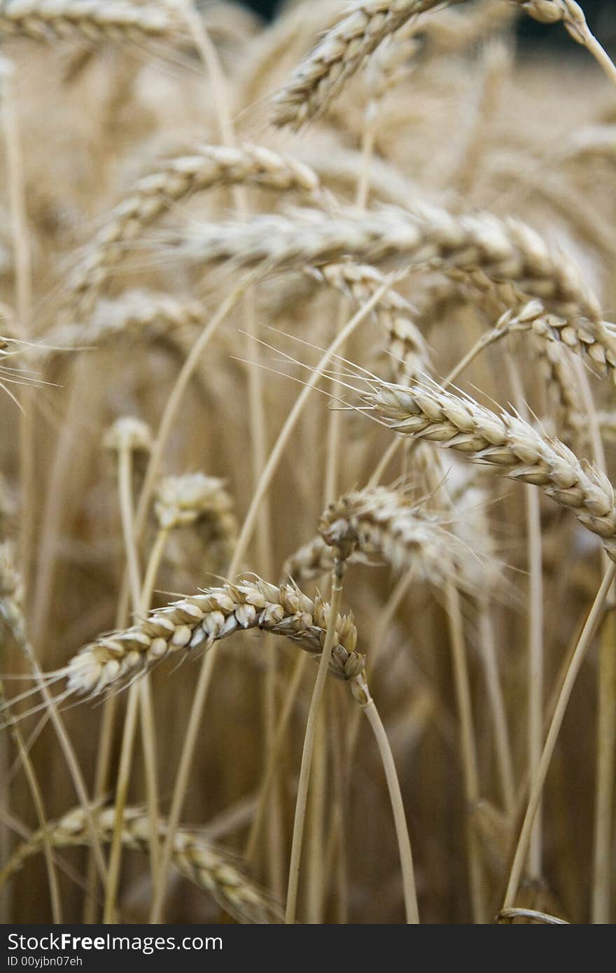 Wheat stalks