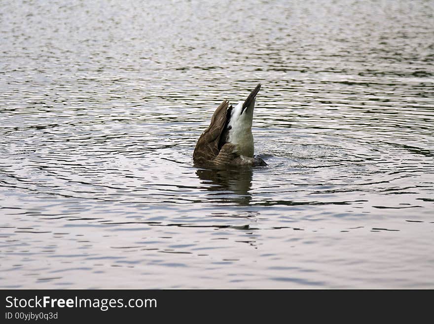 Goose dive