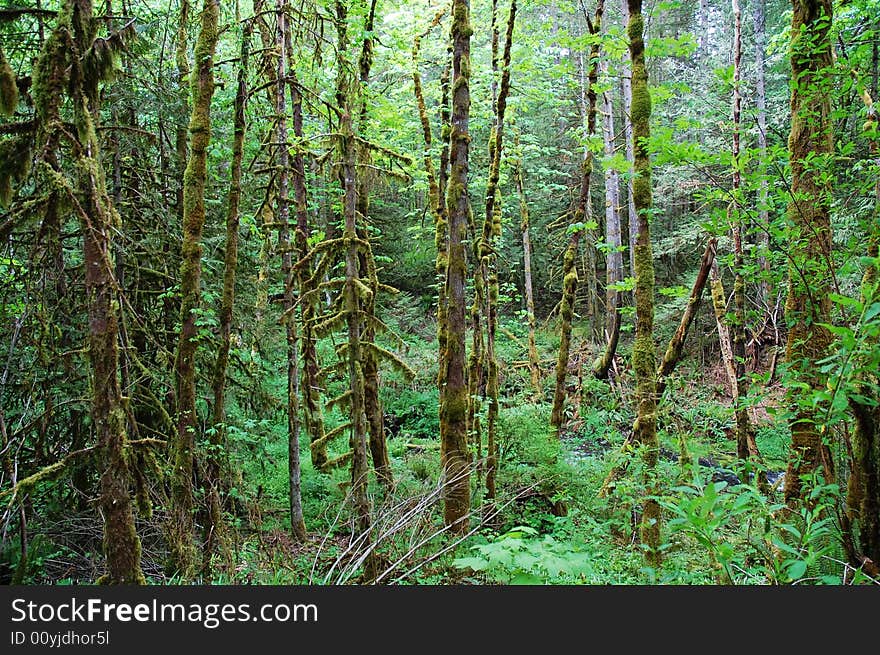 Rainforest in highlands, vicotria, british columbia, canada