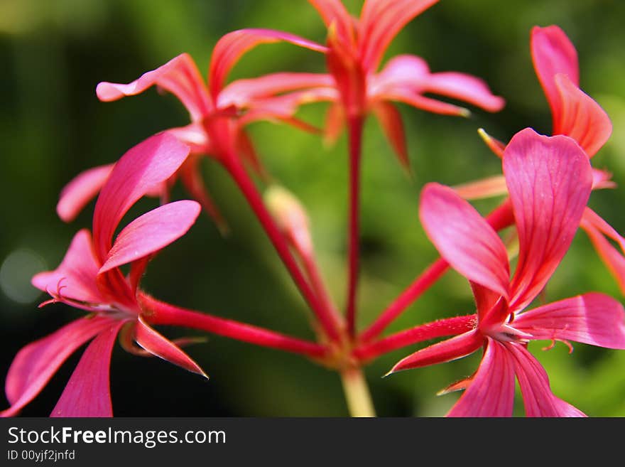 Red Bouncing Bet in Bloom