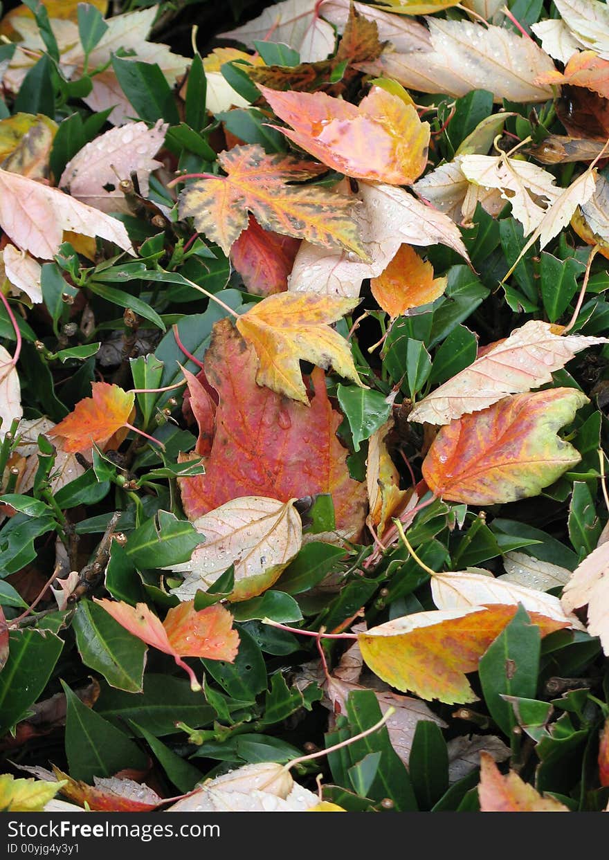 Autumn leaves on green grass