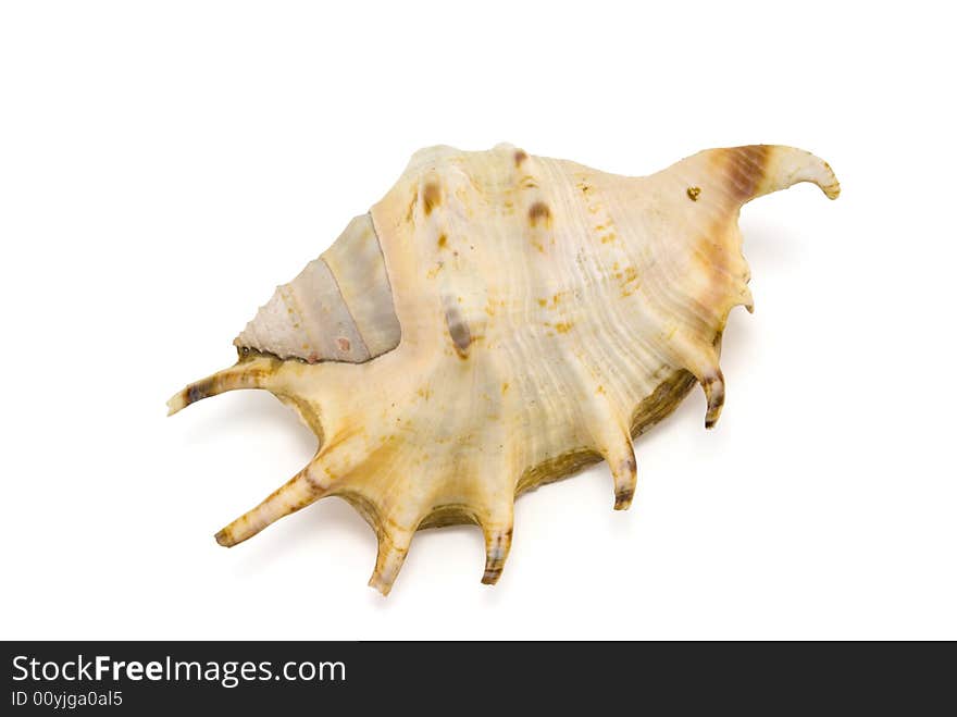 Prepared mollusk shell isolated on white with shadow