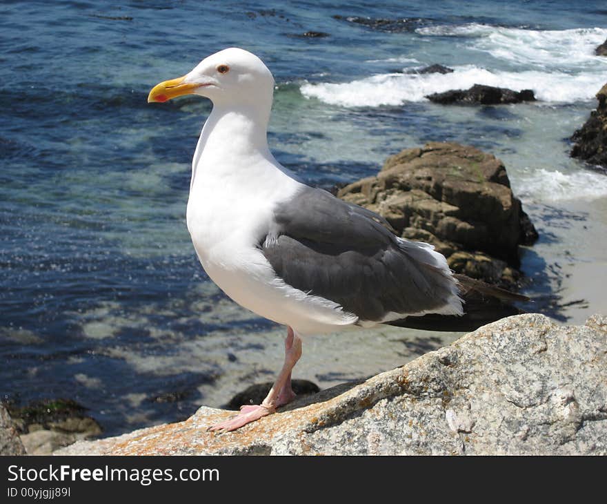 A seagull perches on a rock looking for his next meal - Pebble Beach, CA. A seagull perches on a rock looking for his next meal - Pebble Beach, CA.